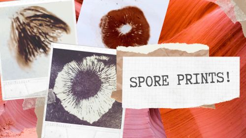 Spore prints! A Magical Childhood